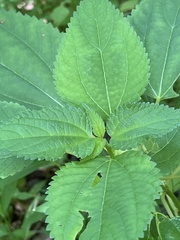 Boehmeria cylindrica