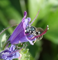 Ceratina cyanea