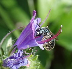 Ceratina cyanea