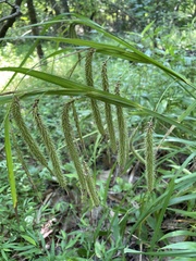 Carex crinita