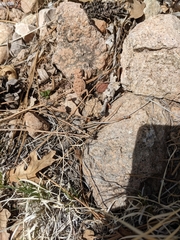 Phrynosoma hernandesi