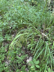 Carex crinita