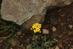 Draba hispida