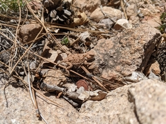 Phrynosoma hernandesi