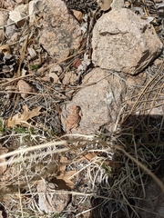 Phrynosoma hernandesi