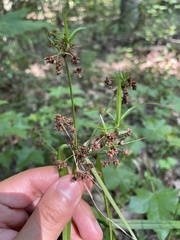 Scirpus atrovirens