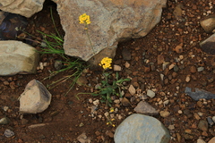 Draba hispida