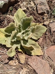 Verbascum thapsus