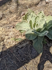 Verbascum thapsus