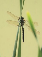 Anax imperator