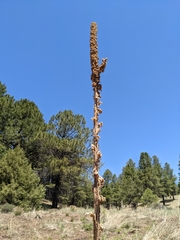 Verbascum thapsus