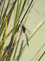 Anax imperator