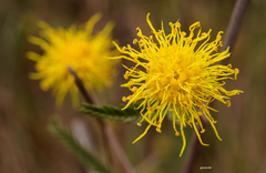 Mimosa berroi