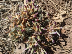 Pedicularis centranthera