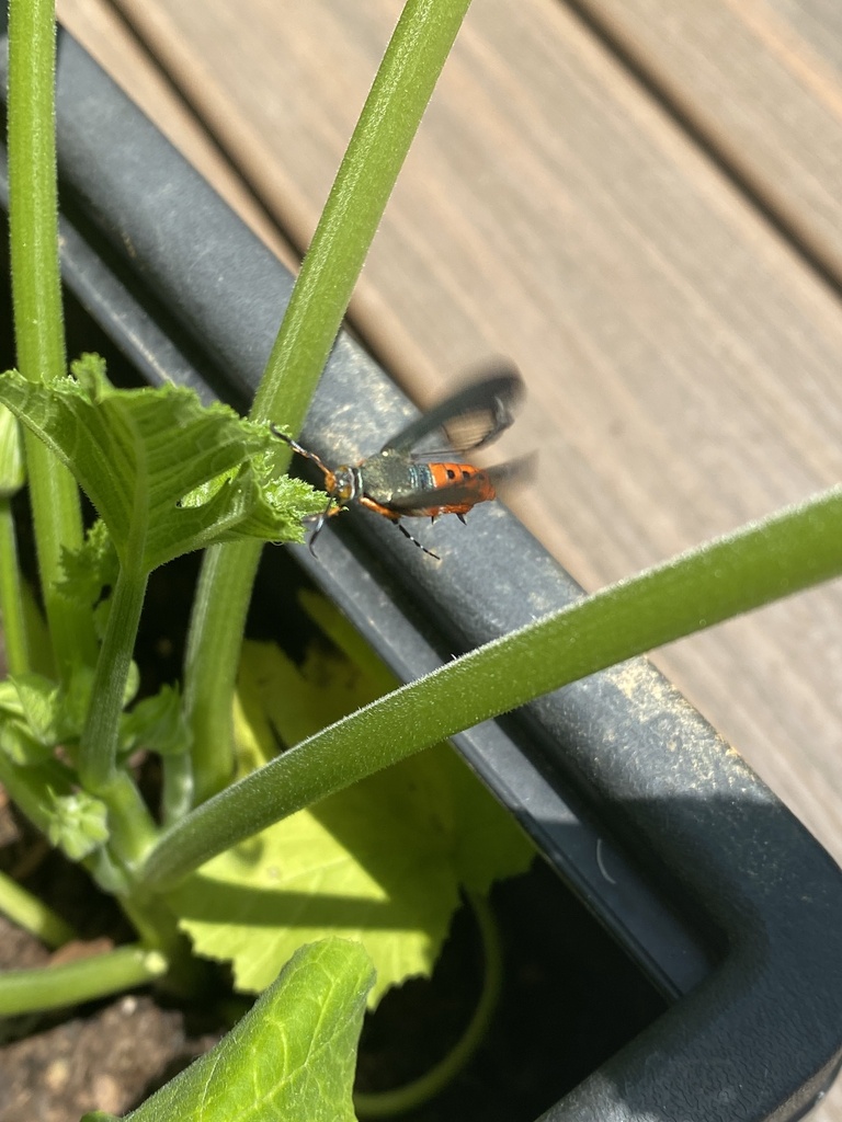 Squashed Spring Squash Vine Borer from Tree Lawn Dr, Sandy Spring, MD, US on July 20 ...