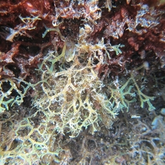 Amathia verticillata