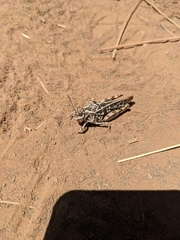 Acrididae