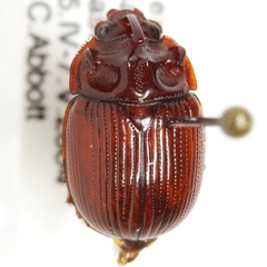 Odonteus thoracicornis