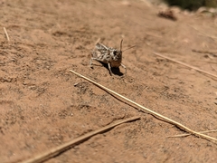Acrididae