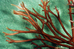 Furcellaria lumbricalis