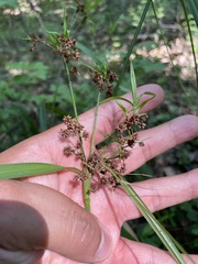 Scirpus atrovirens