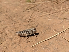 Acrididae