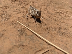 Acrididae