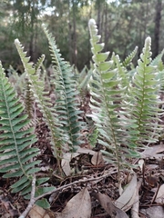 Pleopeltis lepidopteris