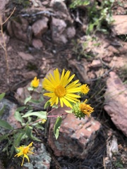 Grindelia subalpina