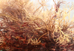 Furcellaria lumbricalis