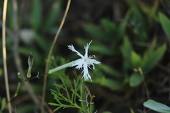 Silene fissipetala