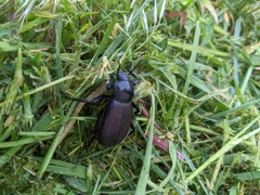 Tenebrionidae