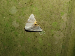 Eulepidotis geminata