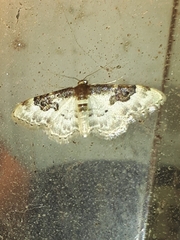 Idaea mustelata