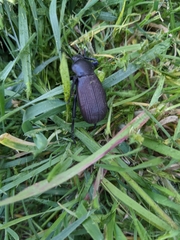 Tenebrionidae