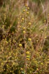 Mimosa berroi