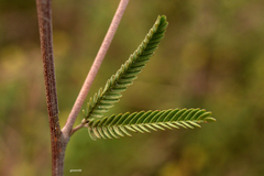 Mimosa berroi