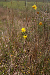 Mimosa berroi
