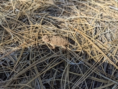 Phrynosoma hernandesi