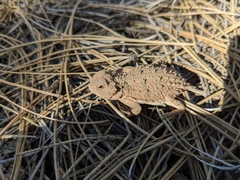 Phrynosoma hernandesi