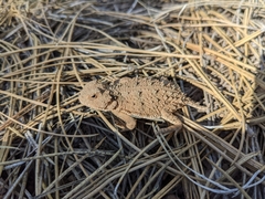 Phrynosoma hernandesi