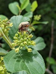 Macrodactylus uniformis