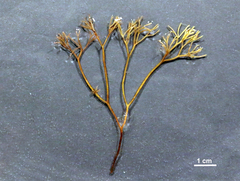 Furcellaria lumbricalis