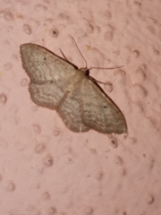 Idaea elongaria