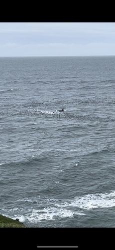 Orca photographed in Oregon