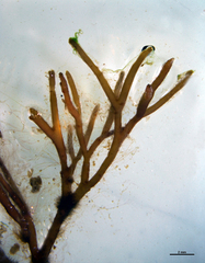 Furcellaria lumbricalis