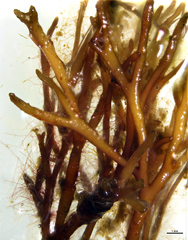 Furcellaria lumbricalis