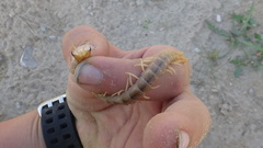 Scolopendra valida