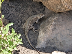 Sceloporus tristichus