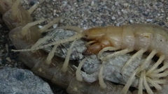 Scolopendra valida